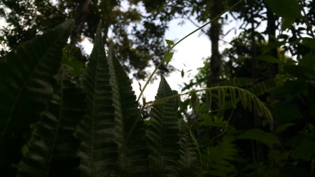 Nature theme backgrounds and wallpapers. Photo shot on the mountain.の写真素材