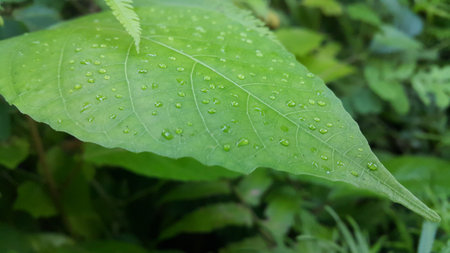 Green leaf with waterdrops after rain. Photo shot in the forest.の写真素材
