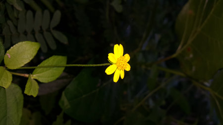 Very beautiful yellow color floral background. Photo shot on the mountain.の写真素材