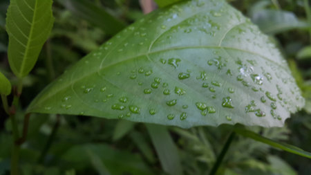 Green leaf with waterdrops after rain. Photo shot in the forest.の写真素材