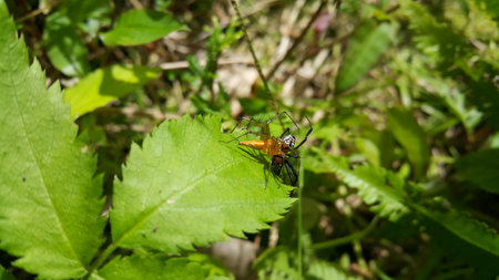 Spider fighting on a leaf. Photo shot on the mountain. The yellow spider eats the black spider.の写真素材