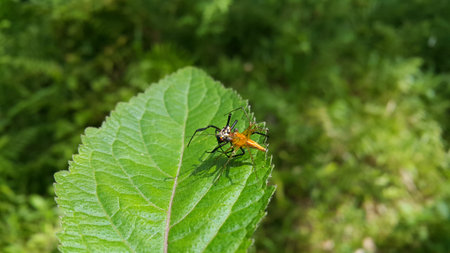 Spider fighting on a leaf. Photo shot on the mountain. The yellow spider eats the black spider.の写真素材