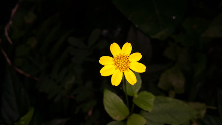 Very beautiful yellow color floral background. Photo shot on the mountain.の写真素材