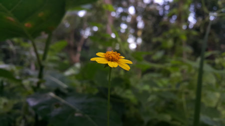 Very beautiful yellow color floral background. Photo shot on the mountain.の写真素材