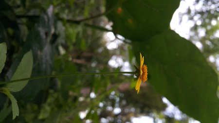 Very beautiful yellow color floral background. Photo shot on the mountain.の写真素材