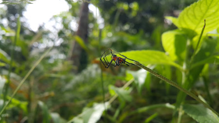 Photo of Pear-shaped Leucauge Spider (Opadometa fastigata) on a plant. Photo shot in the forest. Insect animal.の写真素材