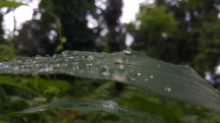 Water bubbles on plant leaves. Photo shot in the forest.の写真素材