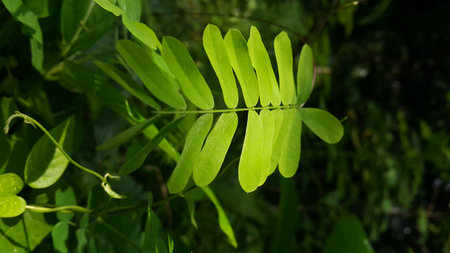 Very fresh light green plant leaf wallpaper. Very fresh leaf background shot in the forest.の写真素材