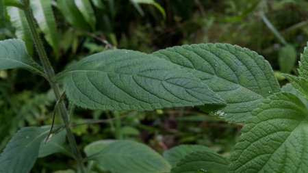Very fresh dark green color leaf texture background. Photo shot in the forest.の写真素材