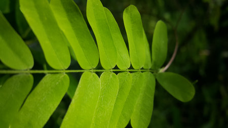Very fresh light green plant leaf wallpaper. Very fresh leaf background shot in the forest.の写真素材