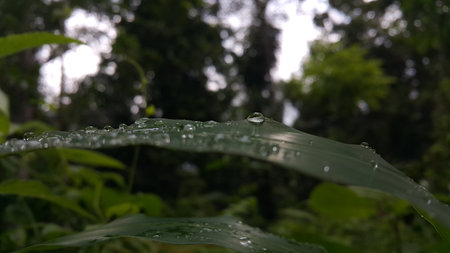 Water bubbles on plant leaves. Photo shot in the forest.の写真素材