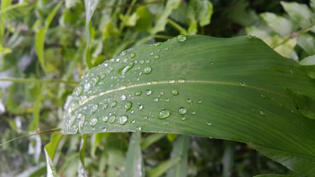 Water bubbles on plant leaves. Photo shot in the forest.の写真素材