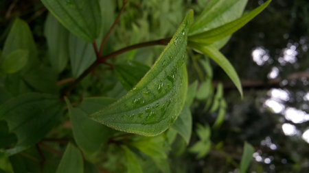 Dewdrops background on leaves. Leaf wallpaper. Photo shot in the forest.の写真素材