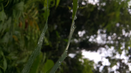 Water bubbles on plant leaves. Photo shot in the forest.の写真素材
