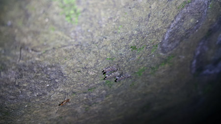 Brown grasshopper on the rock. The grasshopper is still small. Photo shot in the forest.の写真素材