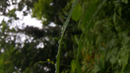 Water bubbles on plant leaves. Photo shot in the forest.の写真素材