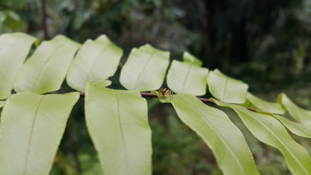 Salticus sceneryus or spider jumping on the leaves. Photo shot in the forest.の写真素材
