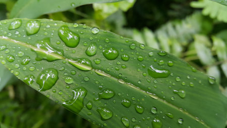 Water bubbles on plant leaves. Photo shot in the forest.の写真素材