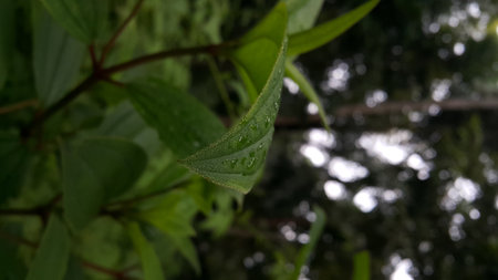 Dewdrops background on leaves. Leaf wallpaper. Photo shot in the forest.の写真素材