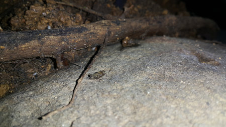 Brown grasshopper on the rock. The grasshopper is still small. Photo shot in the forest.の写真素材