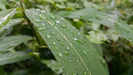 Water bubbles on plant leaves. Photo shot in the forest.の写真素材