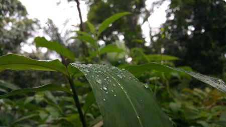 Water bubbles on plant leaves. Photo shot in the forest.の写真素材