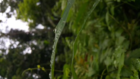 Water bubbles on plant leaves. Photo shot in the forest.の写真素材