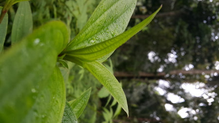 Dewdrops background on leaves. Leaf wallpaper. Photo shot in the forest.の写真素材