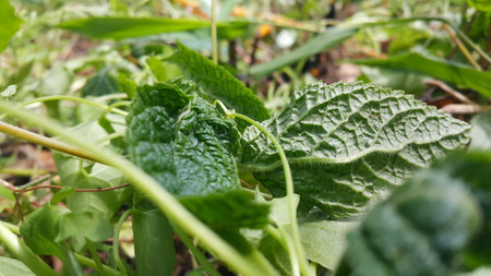 Very fresh dark green color leaf texture background. Photo shot in the forest.の写真素材