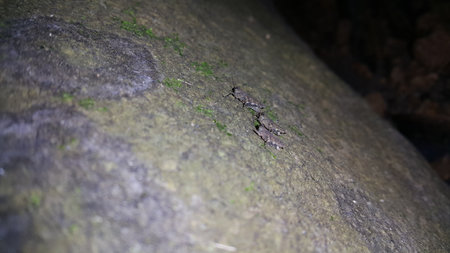 Brown grasshopper on the rock. The grasshopper is still small. Photo shot in the forest.の写真素材