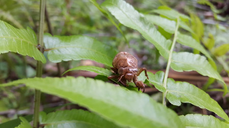 The exoskeleton of a cicada is attached to the leaves of a plant. Photo taken in the forest.の写真素材