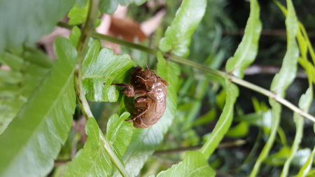 The exoskeleton of a cicada is attached to the leaves of a plant. Photo taken in the forest.の写真素材