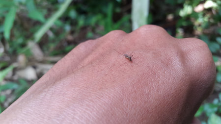 Mosquito sucking blood on the skin of the hand. Photo taken in the forest.の写真素材