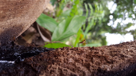 Adult flies have stilt legs, perched on the texture of felled wood. Micropezidae (micropeziday), stilt-legged flies. Photo shot in the forest.の写真素材