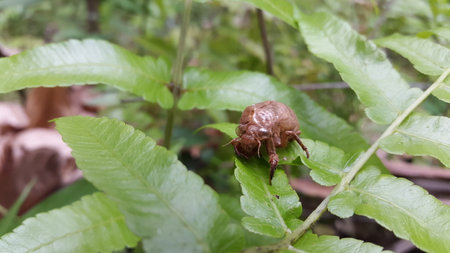 The exoskeleton of a cicada is attached to the leaves of a plant. Photo taken in the forest.の写真素材