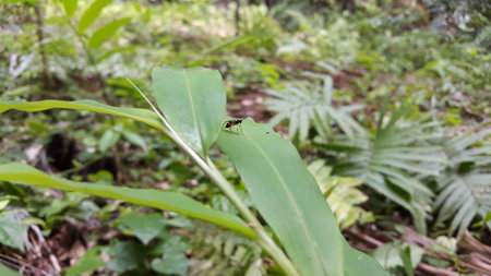 Common Hover Fly Parasitoid Wasp of the species Diplazon laetatorius. Shot in forest. Syrphoctonus, Ichneumonid wasps, Syrphoctonus tarsatorius, Diplazon.の写真素材