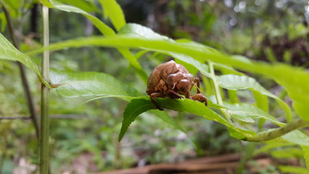 The exoskeleton of a cicada is attached to the leaves of a plant. Photo taken in the forest.の写真素材