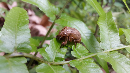 The exoskeleton of a cicada is attached to the leaves of a plant. Photo taken in the forest.の写真素材