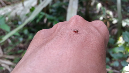 Mosquito bite on the skin of the hand. Photo taken in the forest.の写真素材
