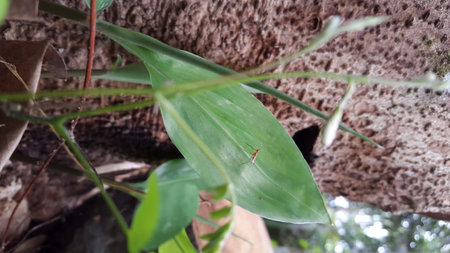 Adult flies have stilt legs, landing on the leaves of green plants. Stilt-legged flies. Photo shot on a mountain.の写真素材