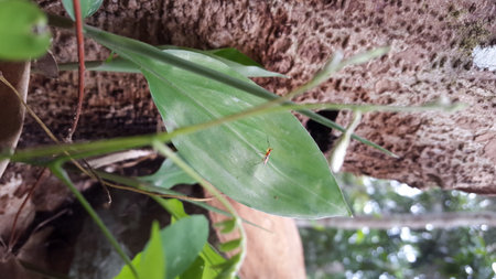 Adult flies have stilt legs, landing on the leaves of green plants. Micropezidae (micropeziday), stilt-legged flies. Photo shot on a mountain.の写真素材