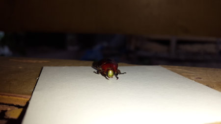 Leaf beetle (Chrysolina polita), GeglÃ¤tteter BlattkÃ¤fer (Chrysomelidae). It is green with metallic reflections, except the elytra which are red and punctuated.の写真素材