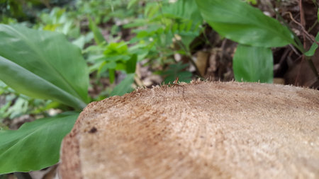 Adult flies have stilt legs, perched on the texture of used felled wood. Micropezidae (stilt-legged flies). Photo shot in the forest.の写真素材