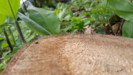 Adult flies have stilt legs, perched on the texture of used felled wood. Micropezidae (micropeziday), stilt-legged flies. Photo shot in the forest.の写真素材