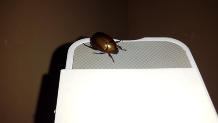 Leaf beetle (Chrysolina polita), GeglÃ¤tteter BlattkÃ¤fer (Chrysomelidae). This species lives on Lamiaceae in wetlands, such as lycope and round-leaved mint.の写真素材