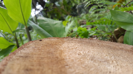Adult flies have stilt legs, perched on the texture of used felled wood. Micropezidae (micropeziday), stilt-legged flies. Photo shot in the forest.の写真素材