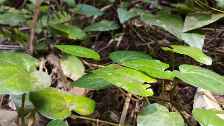 Adult Braconid Wasp of the Family Braconidae. Shot in jungle. Mesochorus, Macrocntrus, Wasp, Cremastinae. Adult Ichneumonid Wasp of the Family Ichneumonidae.の写真素材