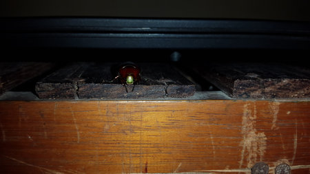 Leaf beetle (Chrysolina polita), GeglÃ¤tteter BlattkÃ¤fer (Chrysomelidae). This species lives on Lamiaceae in wetlands, such as lycope and round-leaved mint.の写真素材