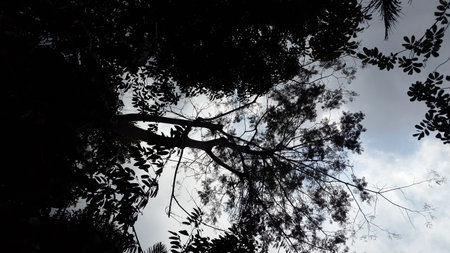 Background of silhouette trees, sky and clouds. Shot in the forest.の写真素材