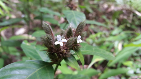 Lepidagathis incurva flower background. Photo shot on a mountain.の写真素材